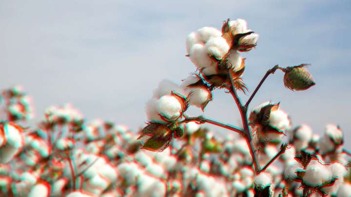How AI can help detect pests early and reduce pesticide use in cotton fields