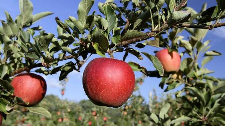 Pick apples at these 7 Rhode Island orchards this fall