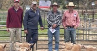 Narrandera first-cross ewe sale, September 16, 2025