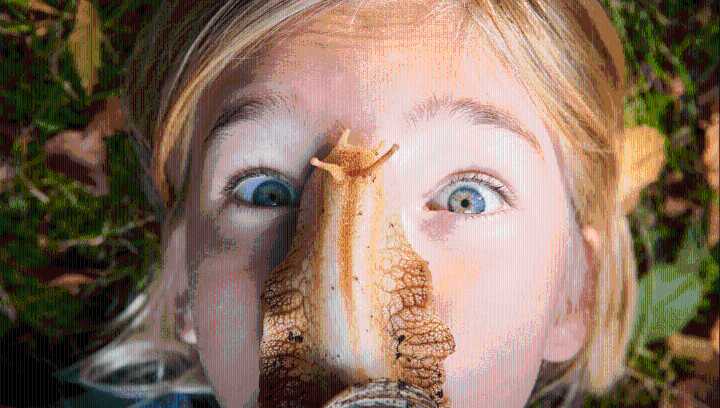 Giant African Snails, World's Largest Snails, Have Invaded The US On Several Occasions