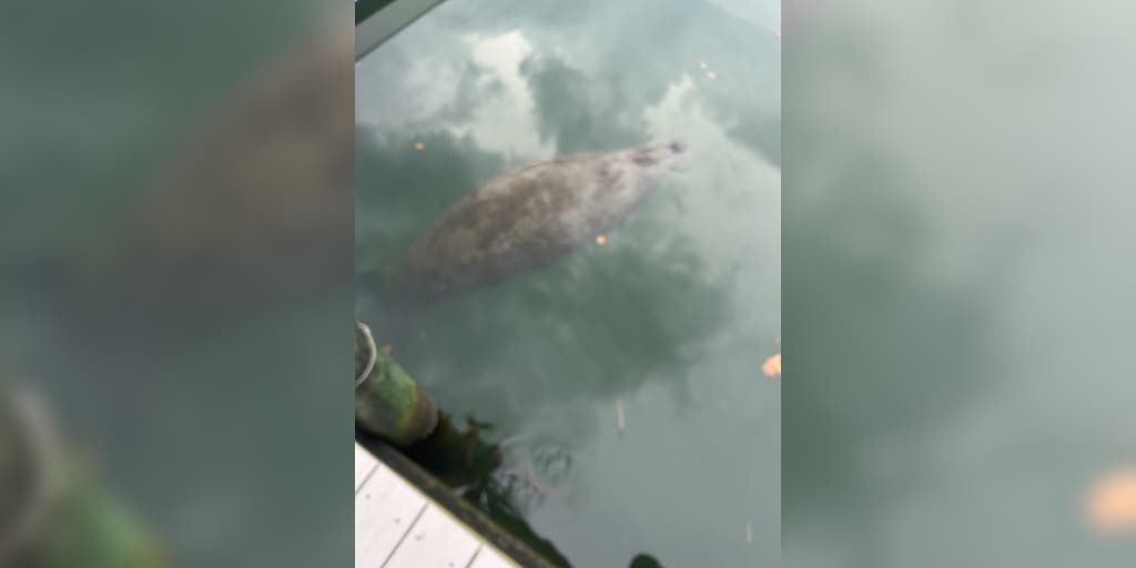 PHOTOS: Florida manatee spotted far from home swimming along New Jersey shore
