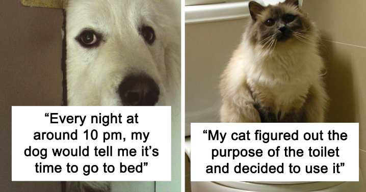 30 Funny And Bizarre Things Pets Do According To Their Owners Who Claim That Nobody Believes Them
