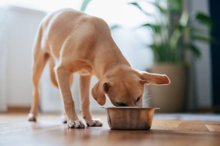 Dear Abby: Longtime boyfriend feeds his dogs better than me