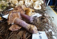 Ciencia, sabor y cultura en la exposición “Hongos de los alrededores de Morelia”