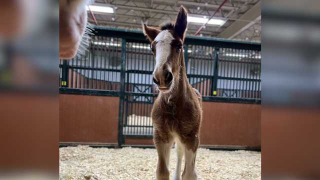 2 new Budweiser Clydesdales born at Warm Springs Ranch