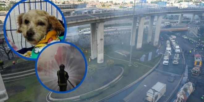 Perrita embarazada sobrevivió a la explosión de pipa en Iztapalapa
