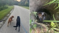 Shelter Dog From Illinois Saves A Tiny Animal’s Life After Discovering It Trapped In A Hole