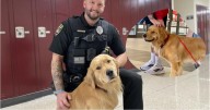 Back to school means back to work for Tito, the therapy K9