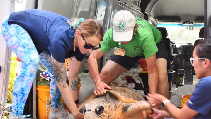 Loggerhead sea turtle released back into the ocean