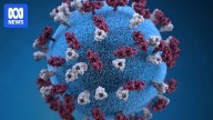 Queensland's measles outbreak growing after case confirmed in rural town Middlemount