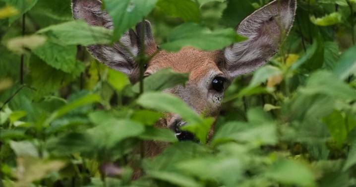 Report: More than 1,000 deer sick or dead in KY Hemorrhagic Disease outbreak
