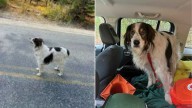 Washington Officer Responds To Concerned Dog's 'Call' To Follow And Discovers A Shocking Surprise
