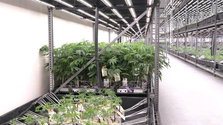 This is the No. 1 reason people applied for a medical marijuana card in Kentucky