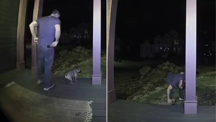 Massachusetts Pup’s Clumsy Stair Fall Turns Into The Cutest Viral Moment Ever
