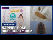 Australian Biosecurity At Risk After Khapra Beetles Found In Imported Nappies