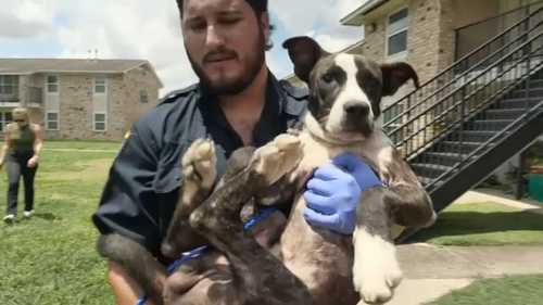 BARC Houston aims to reduce number of dangerous animal calls around with new city funding
