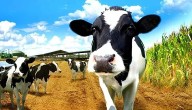 India Continues To Hold Top Position In Global Milk Production