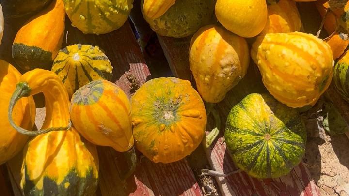 Pumpkin patches to visit in the Fort Collins area this fall