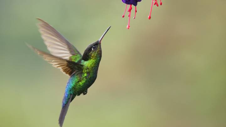 The Everyday Food Scrap That Doubles As A Hummingbird Magnet