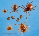 Invasive Tick Spreading Across New York, Deadly To Some
