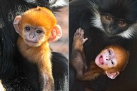 Endangered Monkey with Orange Fur Born at Zoo: Photos