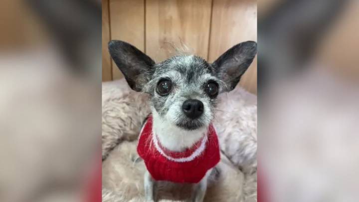 Florida Chihuahua Given Up For Wanting To Sleep In Her Parents’ Bed Leaves Everyone Heartbroken