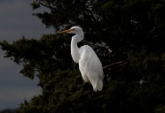 How technology is changing bird photography and birding in Maine 