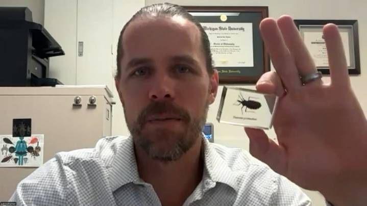 What is the 'kissing bug' disease? Texas entomologist explains why it should be considered endemic