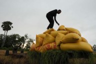 Rice can feed the world — Even with fewer farmers