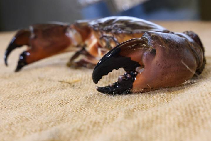 Warm seas help stone crabs reach the Chesapeake