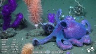 Uruguay sigue con emoción la inédita expedición científica que explora las profundidades del océano