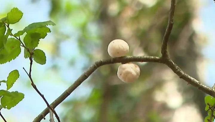 Comenzó la temporada de digüeñes: en pebre y empanadas