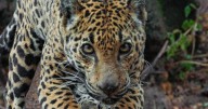 Groups say Noem acted illegally in building border walls blocking out jaguars