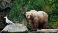 Conoce a los contendientes de la Fat Bear Week 2025