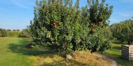 These 10 apple orchards are within 2 hours of Charlotte