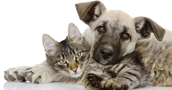 Programas de esterilización masiva en Colombia