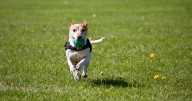 Vet issues alert to anyone who gives dogs popular fruit as it can lead to kidney failure