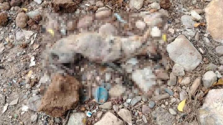 Denuncian maltrato animal en obra del Gobierno de Culiacán; casi entierran una perrita viva