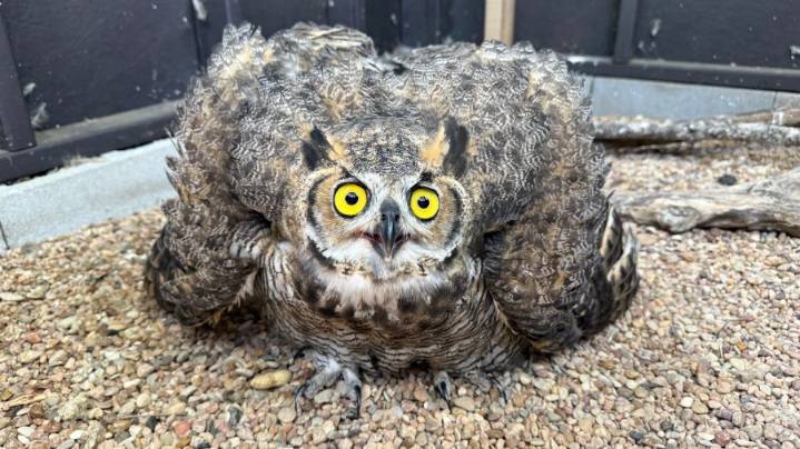 Quite a hoot: Leander PD rescues owl trapped in soccer net