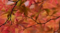 Fall in Central Georgia: Events you won't want to miss