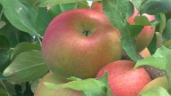 Your apple orchard, pumpkin patch guide to northwest Ohio and southeast Michigan