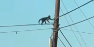 Monkey on the loose after escaping zoo in Iredell County