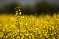 Canadian farmers weigh plans as Chinese tariff hits canola price