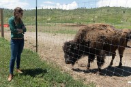 A CSU researcher helped establish a brucellosis