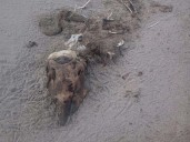 Denuncian sacrificio de 23 delfines para caza de tiburón en Golfo de México