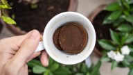 Can You Safely Fertilize Sunflowers With Used Coffee Grounds, Or Is It Best To Skip?