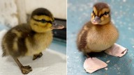 Un patito huérfano con un problema en sus patas pudo caminar gracias a unos zapatos ortopédicos