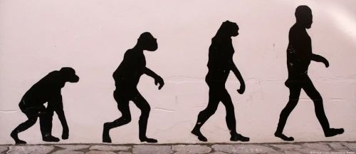 La pelvis sufrió cambios clave para poder caminar erguidos