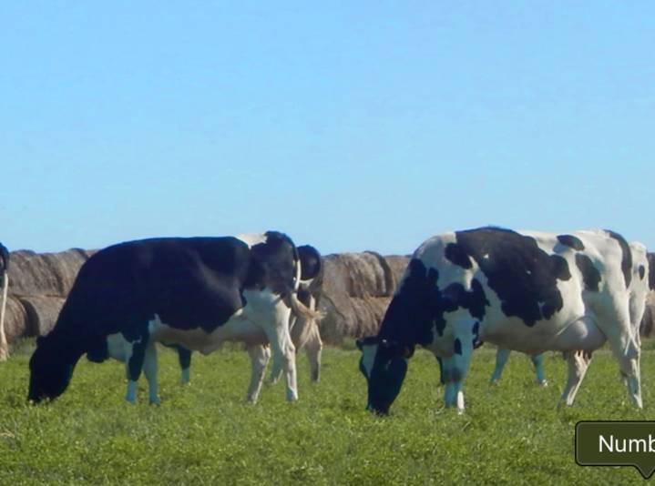 Producción láctea. Proyectan que los precios pagados a los tamberos se mantengan estables en la primavera
