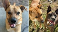South Carolina Dog’s Gentle Soul Is Overlooked For 1,000 Days, But She Still Believes In Love